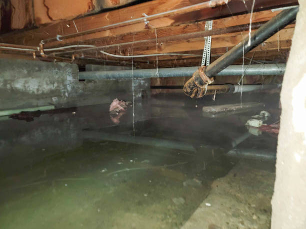 Best Water damage cleanup near me  in West Brownsville, PA